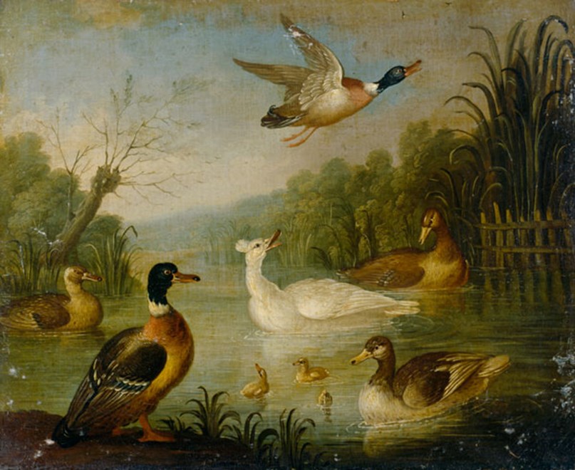 Mallards on a Pond