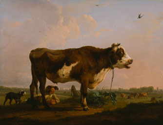 An Ox